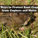 3 Ways to Protect Root Crops from Gophers and Moles