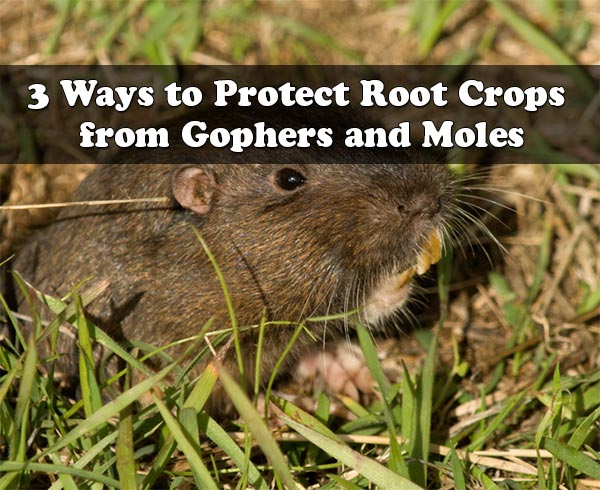 3 Ways to Protect Root Crops from Gophers and Moles