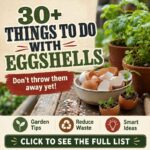 30+ Things to Do with Eggshells
