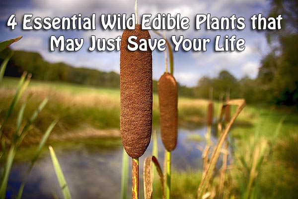 4 Essential Wild Edible Plants that May Just Save Your Life