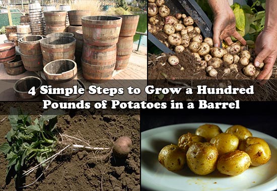 4 Simple Steps to Grow a Hundred Pounds of Potatoes in a Barrel 