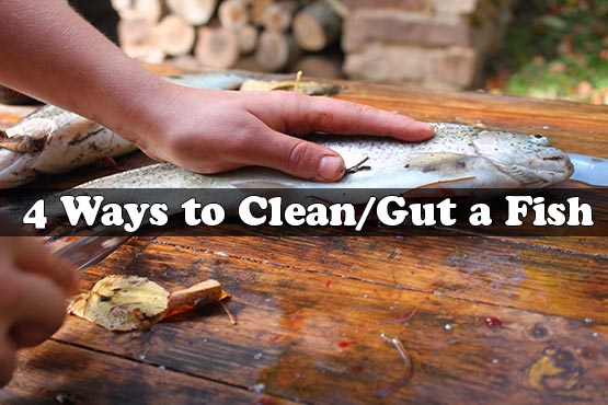 4-Ways-to-Clean-Gut-a-Fish