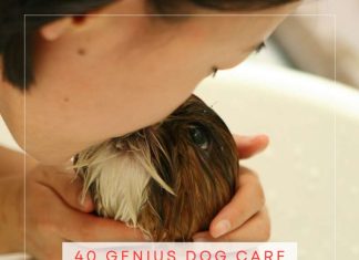 40 Genius Dog Care Hacks Every Owner Should Know 40 Genius Dog Care Hacks Every Owner Should Know