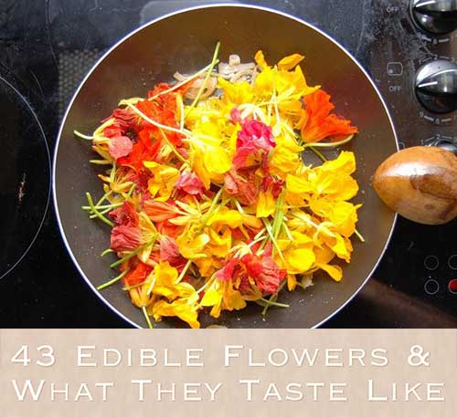 43 Edible Flowers & What They Taste Like