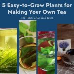 5 Easy-to-Grow Plants for Making Your Own Tea