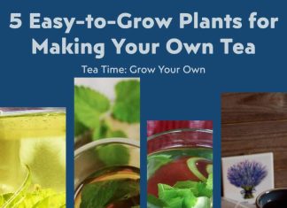 5 Easy-to-Grow Plants for Making Your Own Tea 5 Easy-to-Grow Plants for Making Your Own Tea