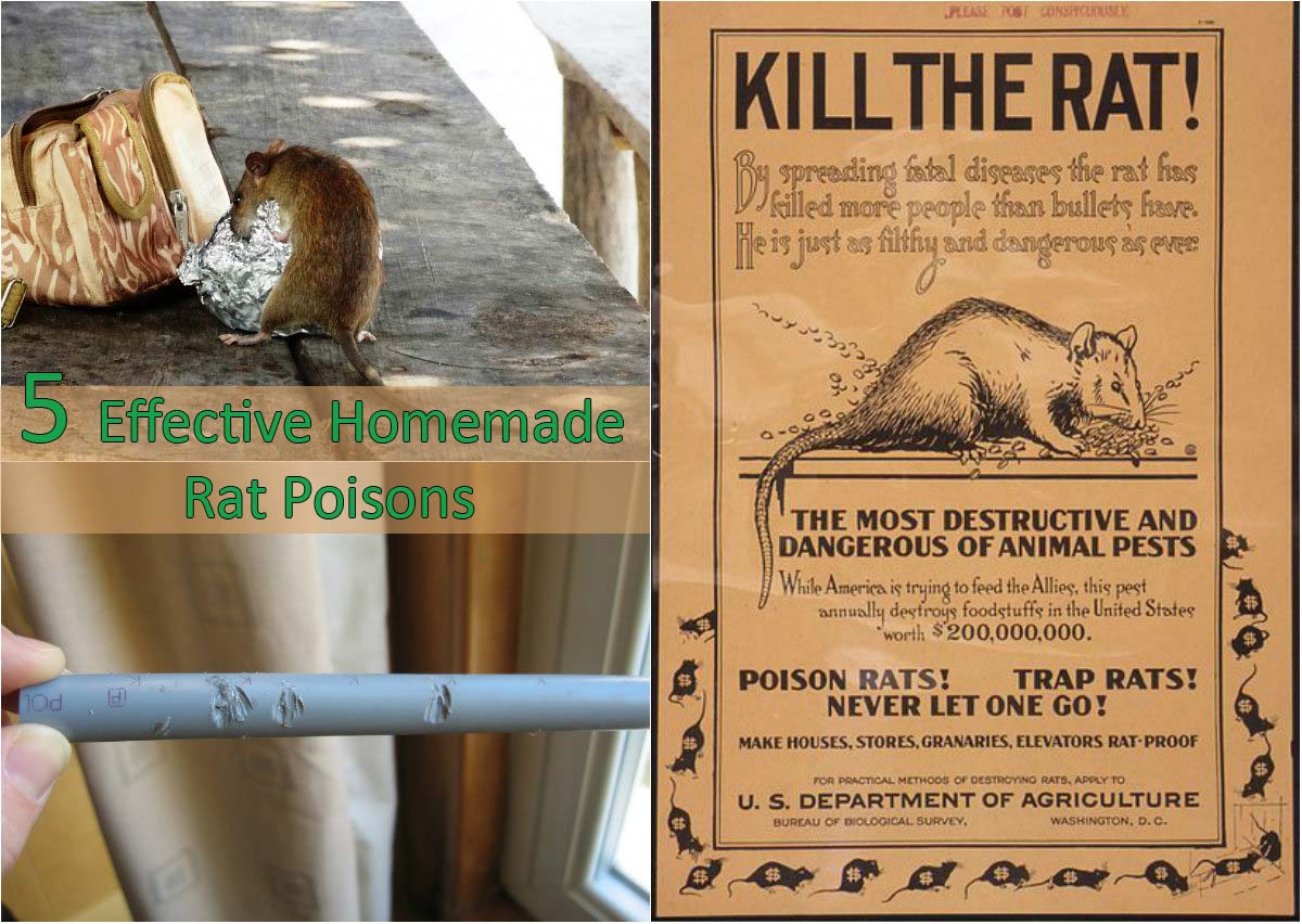 5 Homemade Rat Poisons