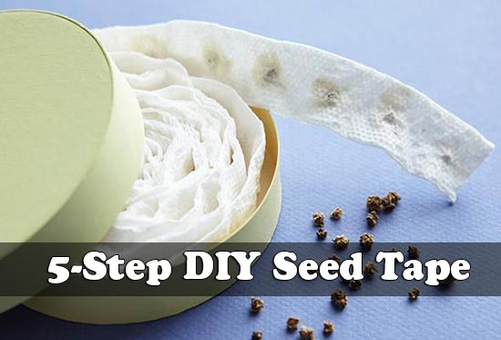 5-Step DIY Seed Tape