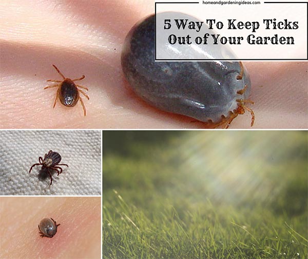 5 Things You Can Do To Keep Ticks Out of Your Garden