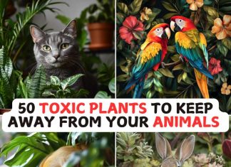 50 Toxic Plants to Keep Away from Your Animals 50 Toxic Plants to Keep Away from Your Animals