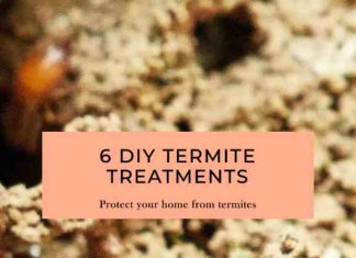 6 DIY Termite Treatments 6 DIY Termite Treatments
