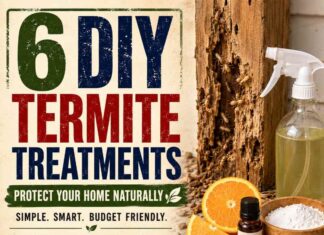 6 DIY Termite Treatments 6 DIY Termite Treatments