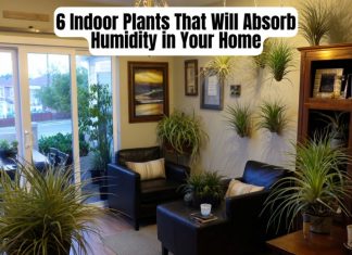 6 Indoor Plants That Will Absorb Humidity in Your Home 6 Indoor Plants That Will Absorb Humidity in Your Home