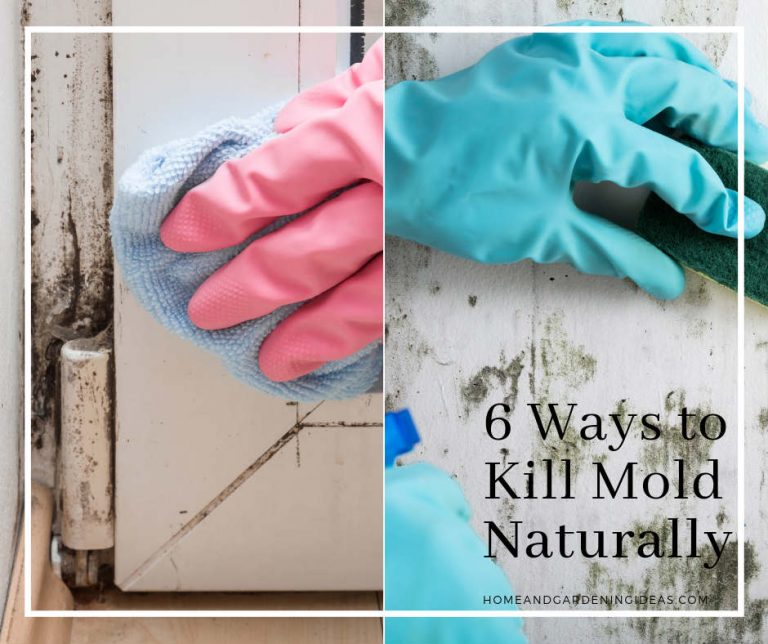 6 Natural Ways to Bust your Mold and Mildew