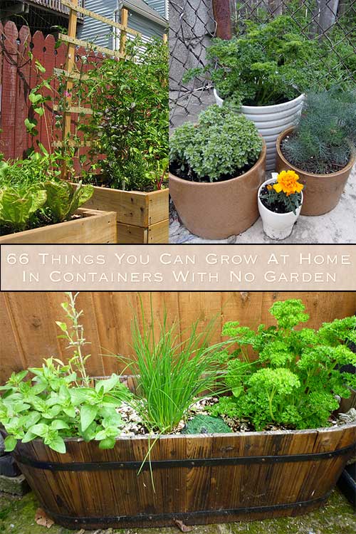 66 Things You Can Grow At Home In Containers With No Garden