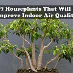 7 Houseplants That Will Improve Indoor Air Quality