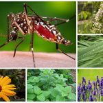 7 Plants to Rid You of Pesky Mosquitos