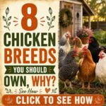 8 Chicken Breeds You Should Own & Why