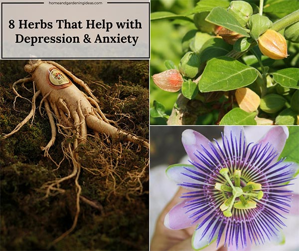 8 Herbs That Help You Cope With Depression & Anxiety