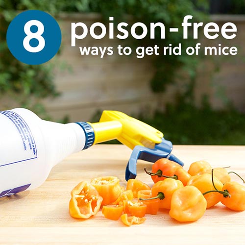 8 Poison-Free Ways To Get Rid Of Mice