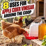 8 Uses For Apple Cider Vinegar Around The Coop