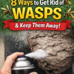 Ways to Get Rid of Wasps and Keep Them Away