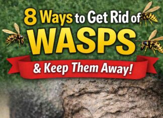 8 Ways to Get Rid of Wasps and Keep Them Away Ways to Get Rid of Wasps and Keep Them Away