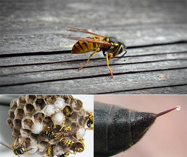 8 Ways to Get Rid of Wasps and Keep Them Away