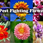 9 Pest Fighting Flowers