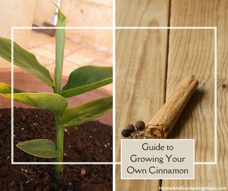 How To Grow Your Own Cinnamon 
