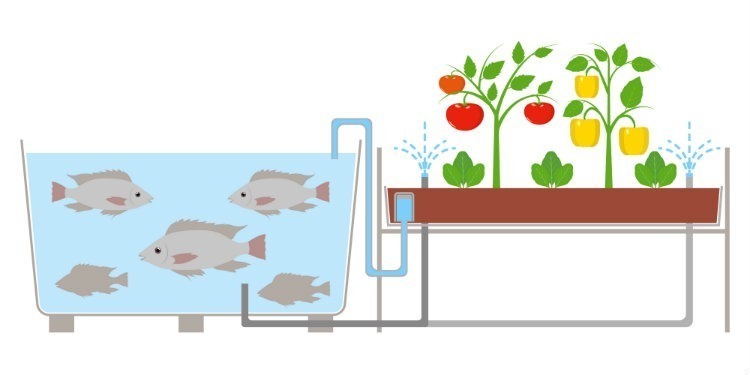 Aquaponics