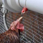 Automatic Watering Tube For Your Chickens