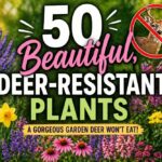 Beautiful, Deer-Resistant Plants