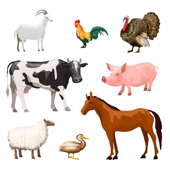 Best  Animals for Your Homestead