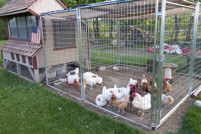 Build A Better Chicken Coop