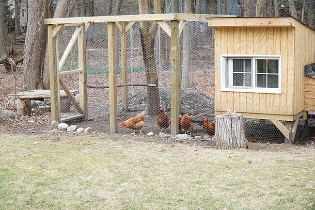 Build A Chicken Coop From Free Pallets