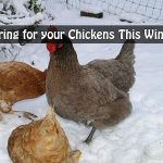 Caring for your Chickens This Winter