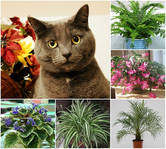 14 Cat Safe Plants For Your Home