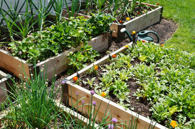 Cedar Raised Garden Beds