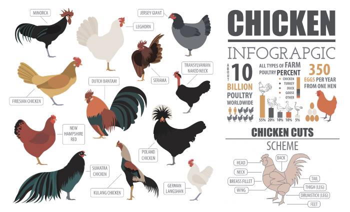 Chicken Breeds