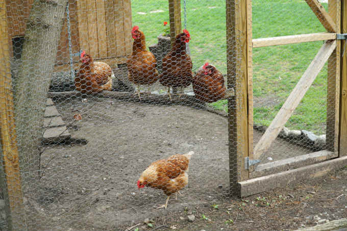 Chicken Coop