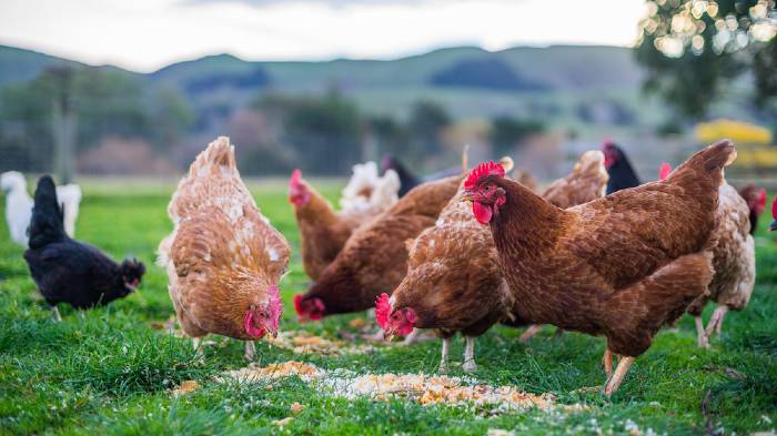 Homemade Chicken Feed