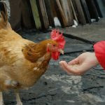 Chickens Immune Systems Strong and Healthy