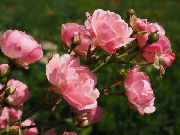 Choose a healthy and disease-free rose plant