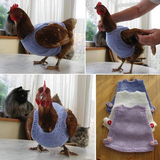 Collection Of Free Chicken Sweater Patterns