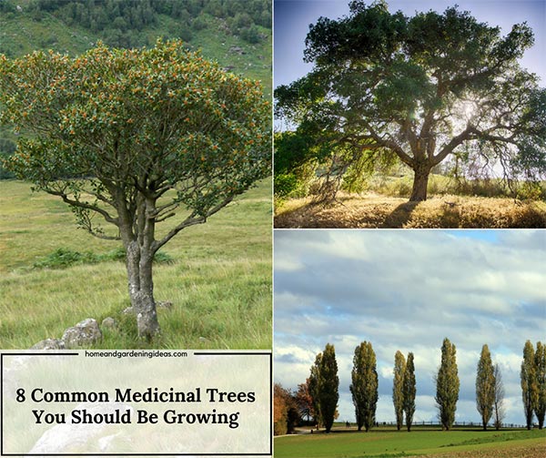 8 Medicinal Trees You Should Be Growing on your Homestead