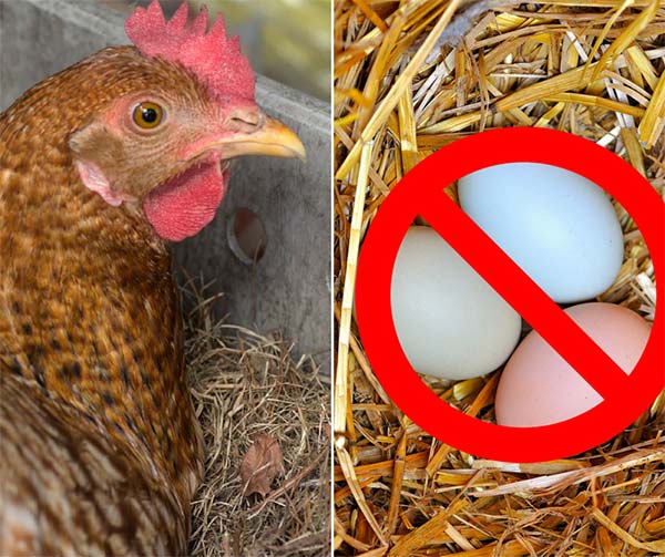 Reasons Your Hens Are Not Laying Eggs