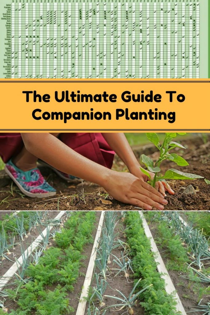 Complete Guide To Companion Planting