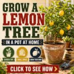 Container Gardening - Growing A Lemon Tree