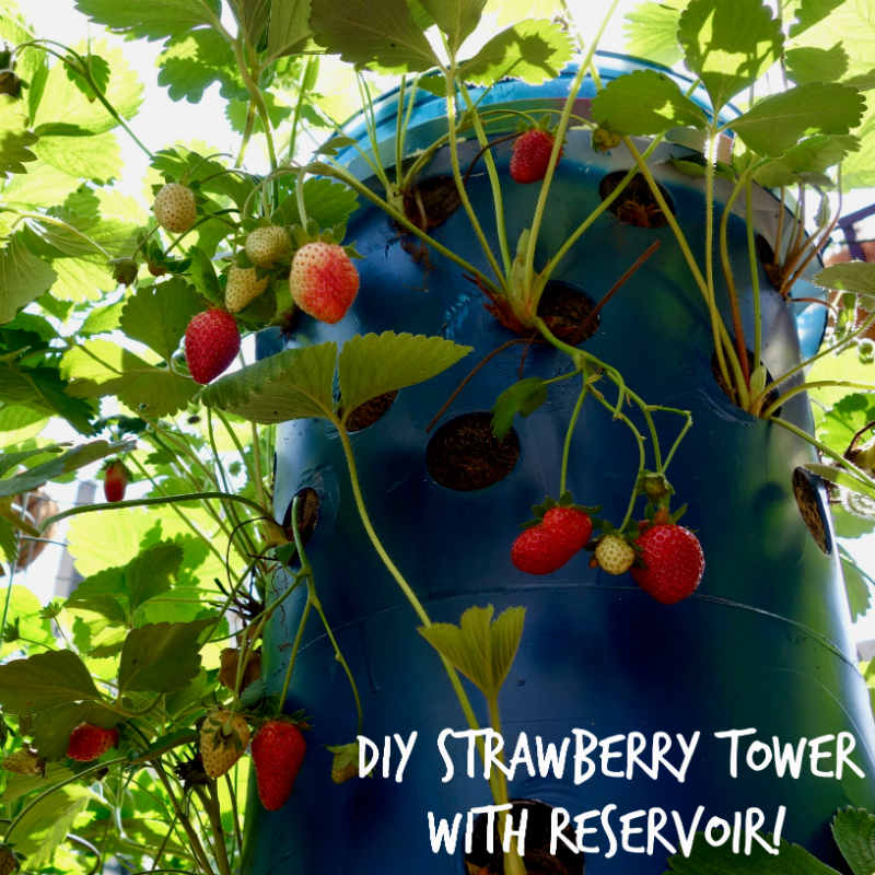 Diy Strawberry Tower With Reservoir!